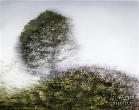 Tree Aura Photograph By Linde Townsend