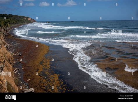 londonberry bay a black sand beach on dominica s rugged east coast and where a scene from
