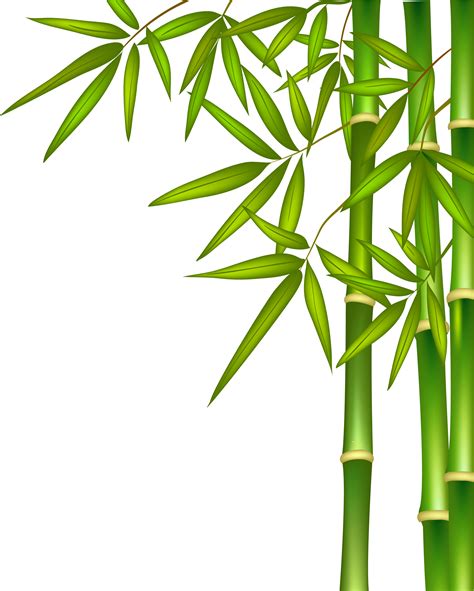Bamboo Png Png Clipart Bamboo Tree Png Transparent Png Full Size