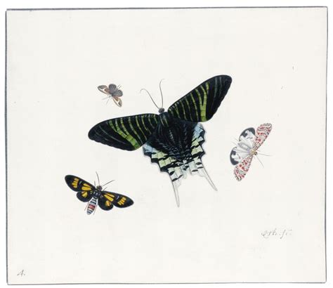 Herman Henstenburgh Hoorn Four Butterflies Vintage