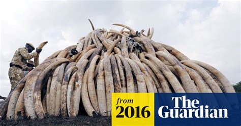Worlds Nations Agree Elephant Ivory Markets Must Close Illegal