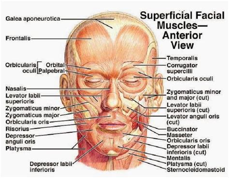 facial muscles function anatomy arteries veins names and expressions science online