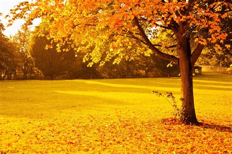 Golden Autumn Field Hd Wallpaper Background Image 1920x1280 Id