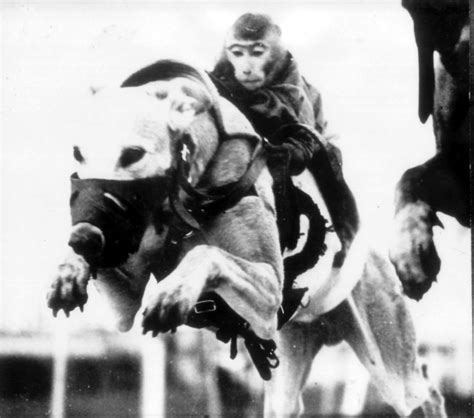 Monkeys Riding Greyhounds History Of Greyhound Racing In Australia
