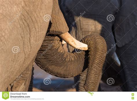 Close Up And Portrait Of A Huge African Elephant With Proboscis Lying