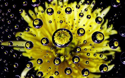 Flower Water Drop Reflection Mac Wallpaper Download Allmacwallpaper