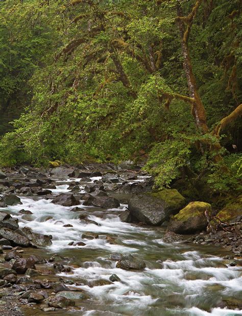 North Fork Skokomish River Photograph By Kelly Coultas