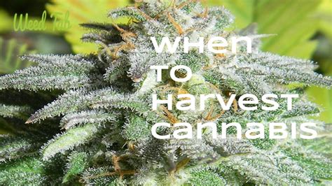 Knowing When To Harvest Cannabis Weed Tab