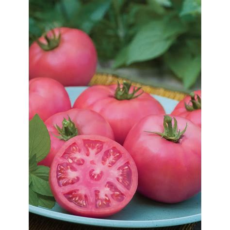 Burpee Tomato Big Pink Hybrid Seed Pack 61641 Goods Store Online