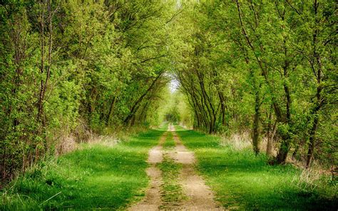 Hd Wallpaper Forest Road Path Grass Tree Alley
