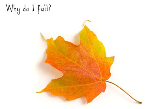 Why Leaves Really Fall Off Trees Krulwich Wonders Npr