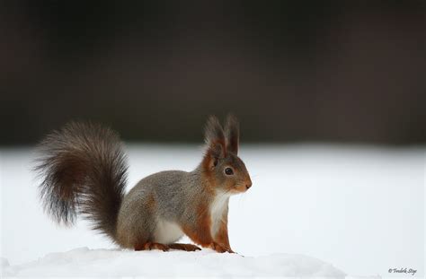 Eurasian Red Squirrel Kongsberg Norway Fredrik Stige Wildlife