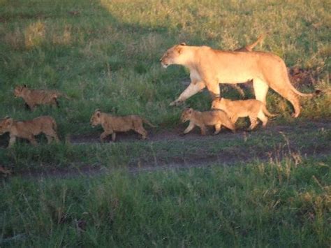 ライオンの親子の行進 picture of mpata safari club maasai mara national reserve tripadvisor