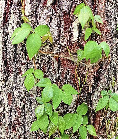 Master Gardener Poison Ivy Poison Oak Share Many Similarities Mastergardener