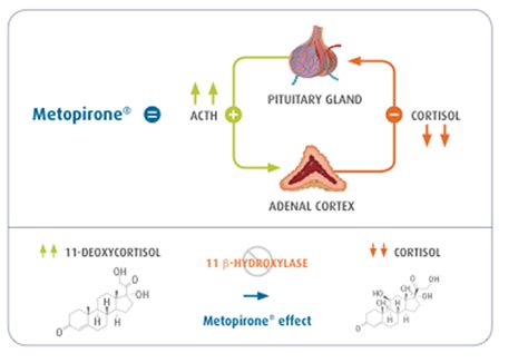 About Metopirone Metyrapone Test For Cushings Syndrome Metopirone