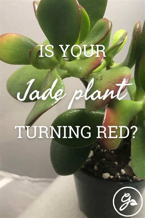 What Does It Mean When A Jade Has Red Tips On The Leaves Disease Cultivation Insects And