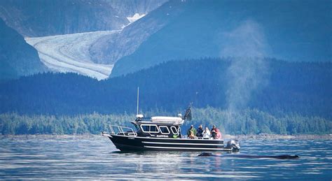 How To Go Whale Watching In Juneau Adventures In Alaska