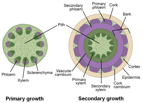 Stem Growth Biology For Majors Ii