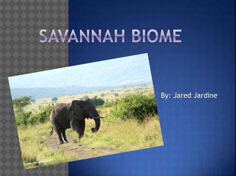 Ppt Savannah Biome Powerpoint Presentation Free Download Id2582755