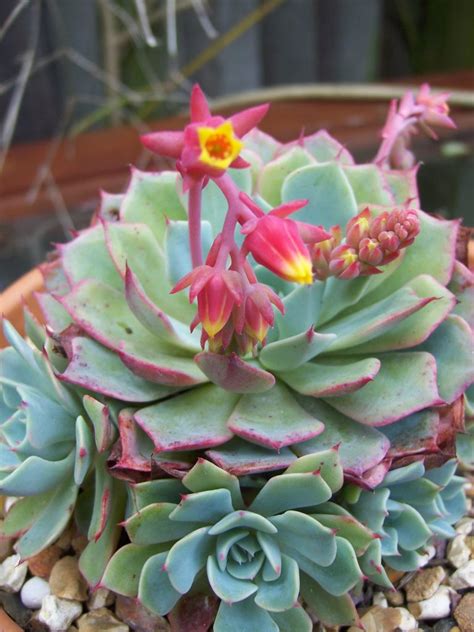 Echeveria Hen And Chicks A To Z Flowers