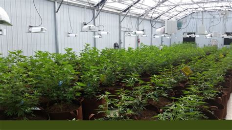 The Complete Cannabis Cultivation Sops Guide Prospiant