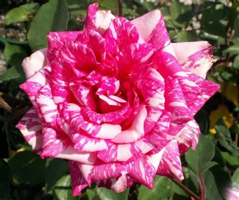 Long Stemmed Rose Hybrid Tea Candy Stripe 175mm Pot Dawsons Garden
