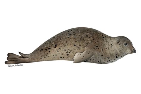 Northern Elephant Seal Noaa Fisheries