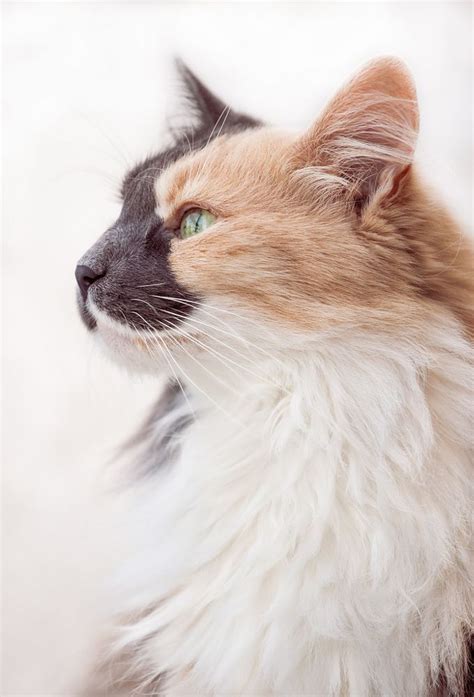 Gorgeous Long Haired Calico Beautiful Cats Pretty Cats Cats