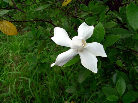 About Bangladesh Flowers Of Bangladesh