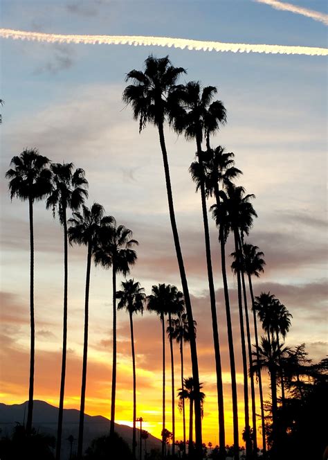 Incredible California Palm Trees Wallpaper 2023