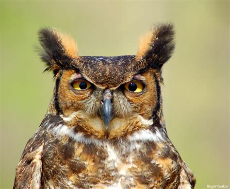 Winter Weather's Fine for Nesting Great Horned Owls • The National ...