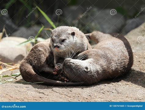 Two Asian Short Clawed Otters Cuddling Stock Image Image Of Water