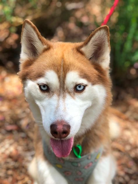 Leia Medium Female Siberian Husky Dog In Vic Petrescue