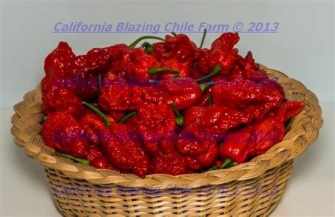 Whole Dried Ghost Pepper Insanely Hot Over Million Shu Hardwood Smoked Ebay