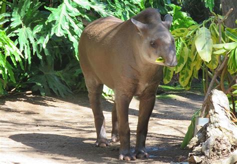 Brazilian Tapir The Animal Facts Appearance Diet Habitat Behavior
