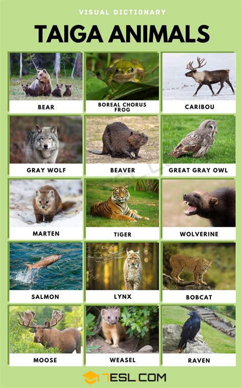 Taiga Animals List Of Taiga Animals With Interesting Facts 7esl