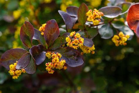 Barberry Bush Berberis Types Grow And Care Tips Florgeous