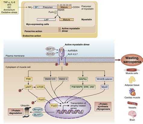 Emerging Role Of Myostatin And Its Inhibition In The Setting Of Chronic
