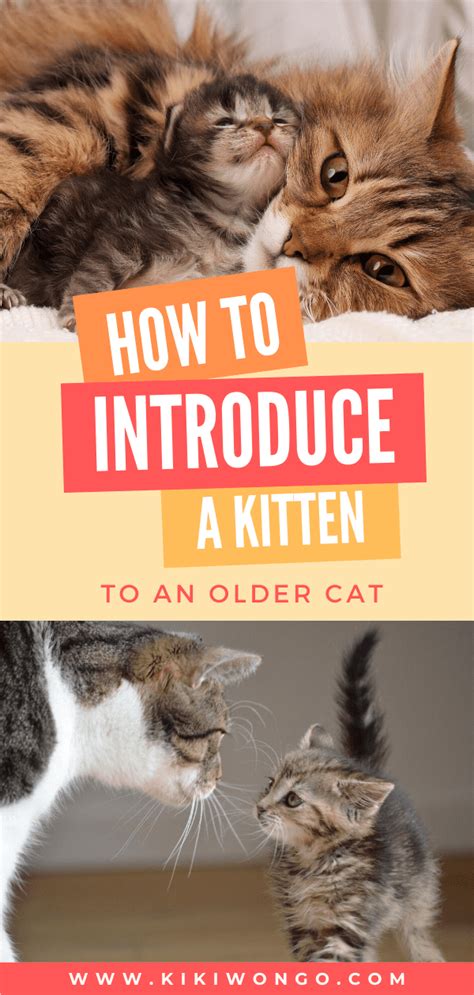 √ How To Properly Introduce A Kitten To A Cat Jrf
