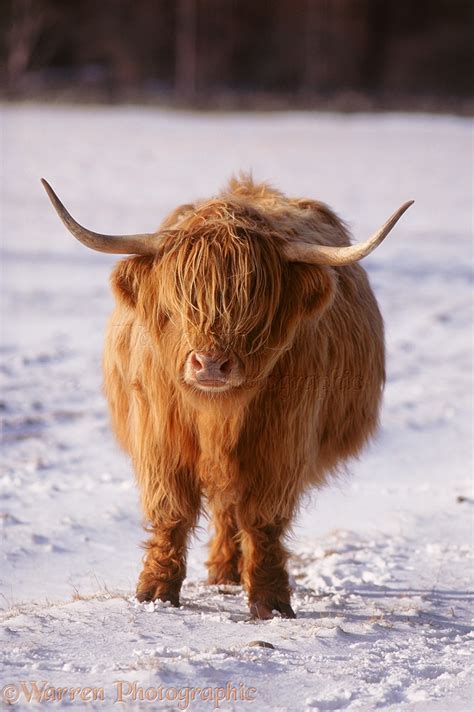 Highland Cow In Snow Photo Wp03742