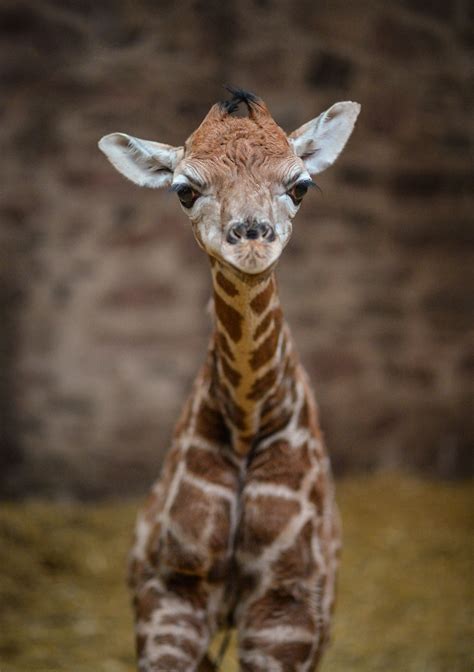Giraffe Calf Is The Best Christmas T Zooborns