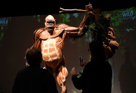 Body Worlds Animal Inside Out Exhibit Comes To Calgary Calgary