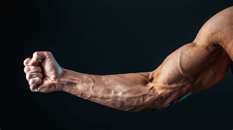 Forearm Muscles Structure Injuries Veins Exercise For