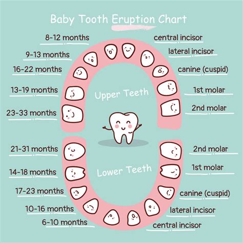 All About Baby Teeth Care Eruption Chart Teething Care Thrive