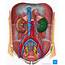 Urinary System  Organs Anatomy And Clinical Notes Kenhub
