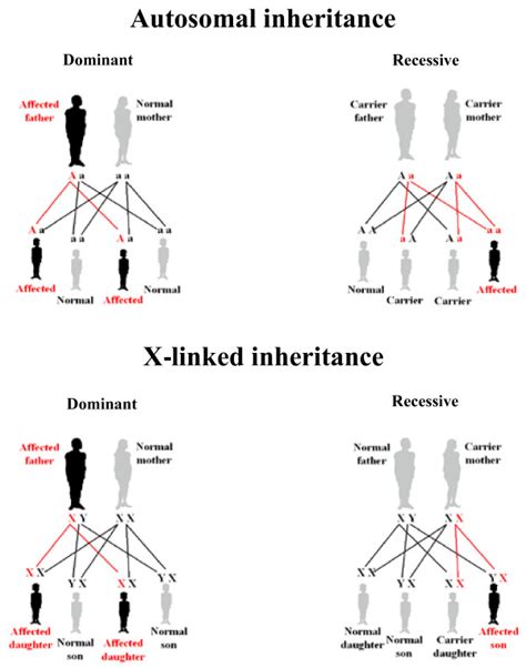 But i'm a bit confused because can't it show autosomal recessive inheritance as well? Autosomal and X-linked patterns of inheritance. In autosomal dominant... | Download Scientific ...