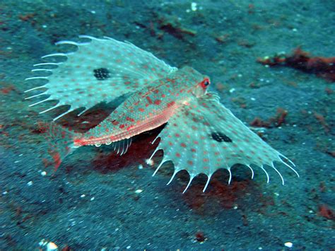 Flying Gurnard In The Sand Photo And Wallpaper Cute Flying Weird