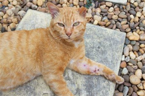 Clean using tap water or betadine solution (one part solution to 10 parts. This is How to Heal an Open Wound on a Cat - Caroline's ...