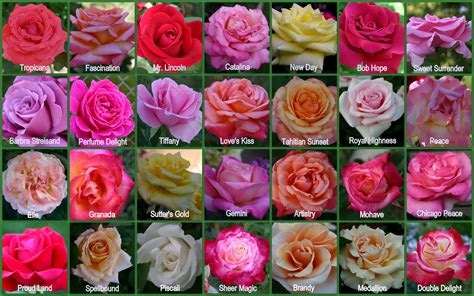 Hybrid Tea Roses Sowing The Seeds