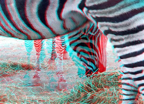 Zebra Blijdorp Zoo 3d Stereoscopic 3d Red Red Glasses